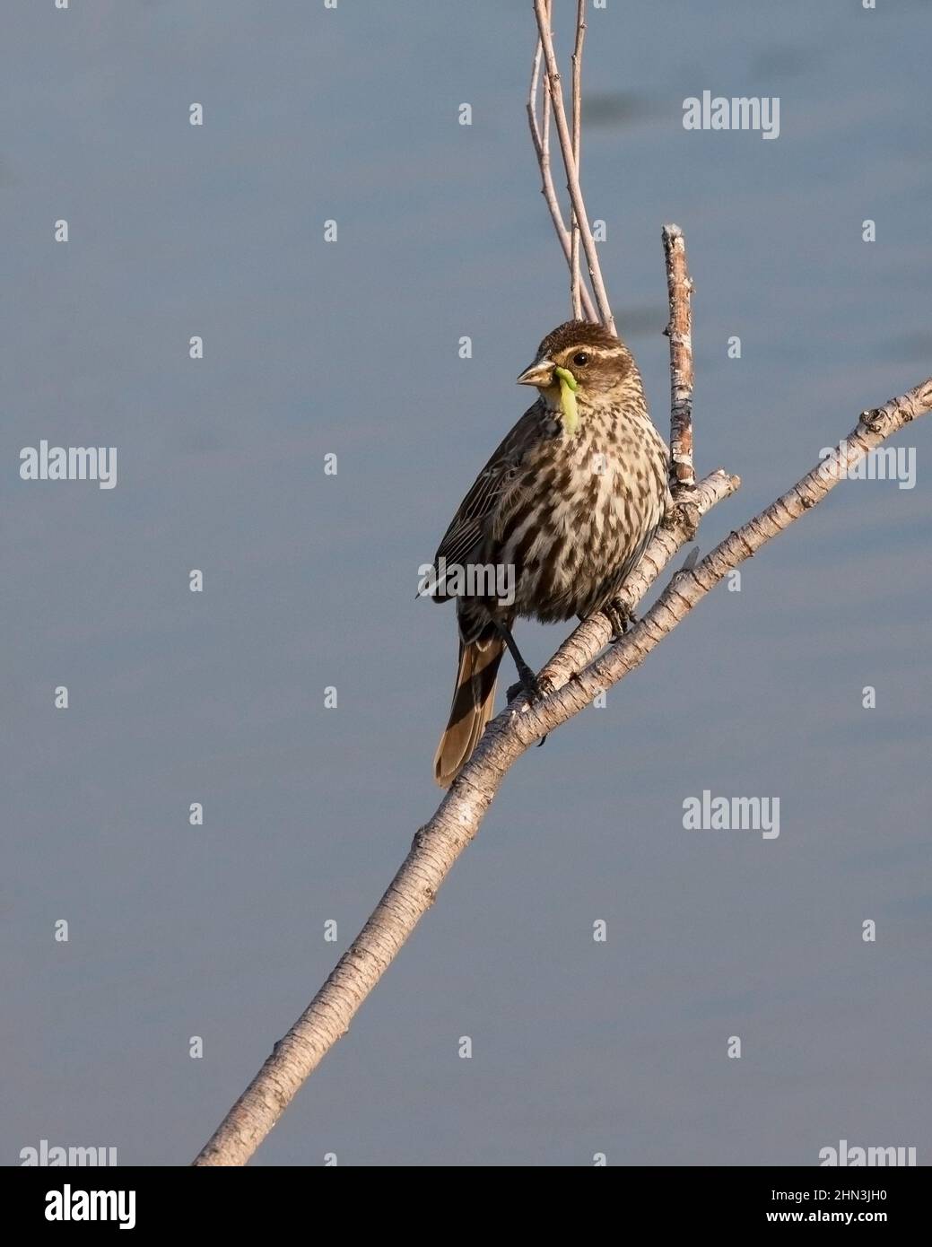 Rot geflügelte Amsel Weibchen Vogel trägt Larve im Schnabel zurück zum Nest, um ihre Nestlinge zu füttern. Agelaius phoeniceus Stockfoto