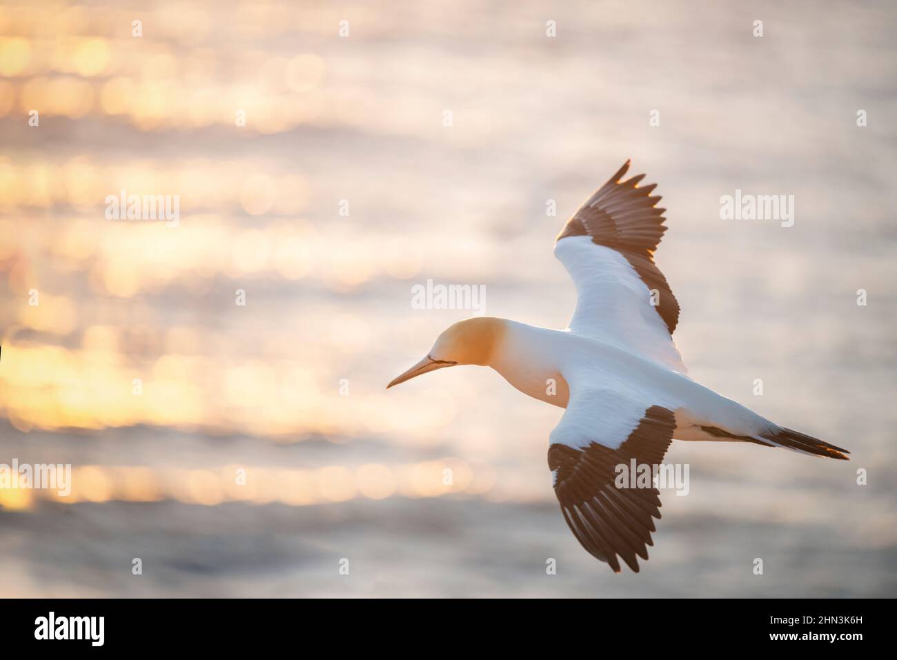 Gannet-Vogel im Flug, Sonnenstrahlen funkeln auf dem Meerwasser bei Sonnenuntergang. Muriwai Gannet Colony, Auckland. Stockfoto