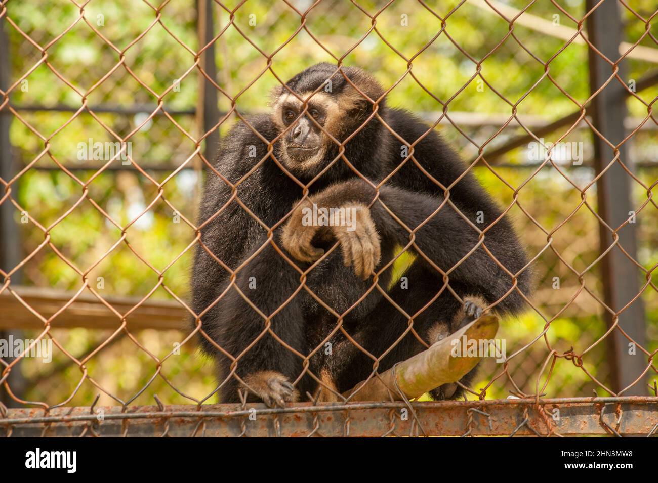 Gelb ist Crested Gibbon in Gefangenschaft, Phnom Tamao Wildlife Rescue Center, Provinz Takeo, Kambodscha. Credit: Kraig Lieb Stockfoto