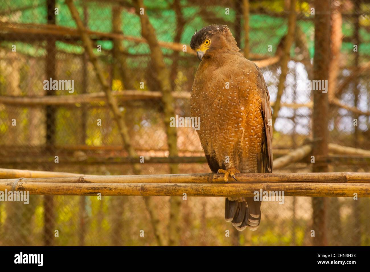 Crested Schlange Adler, Phnom Tamao Wildlife Rescue Center, Provinz Takeo, Kambodscha. Credit: Kraig Lieb Stockfoto