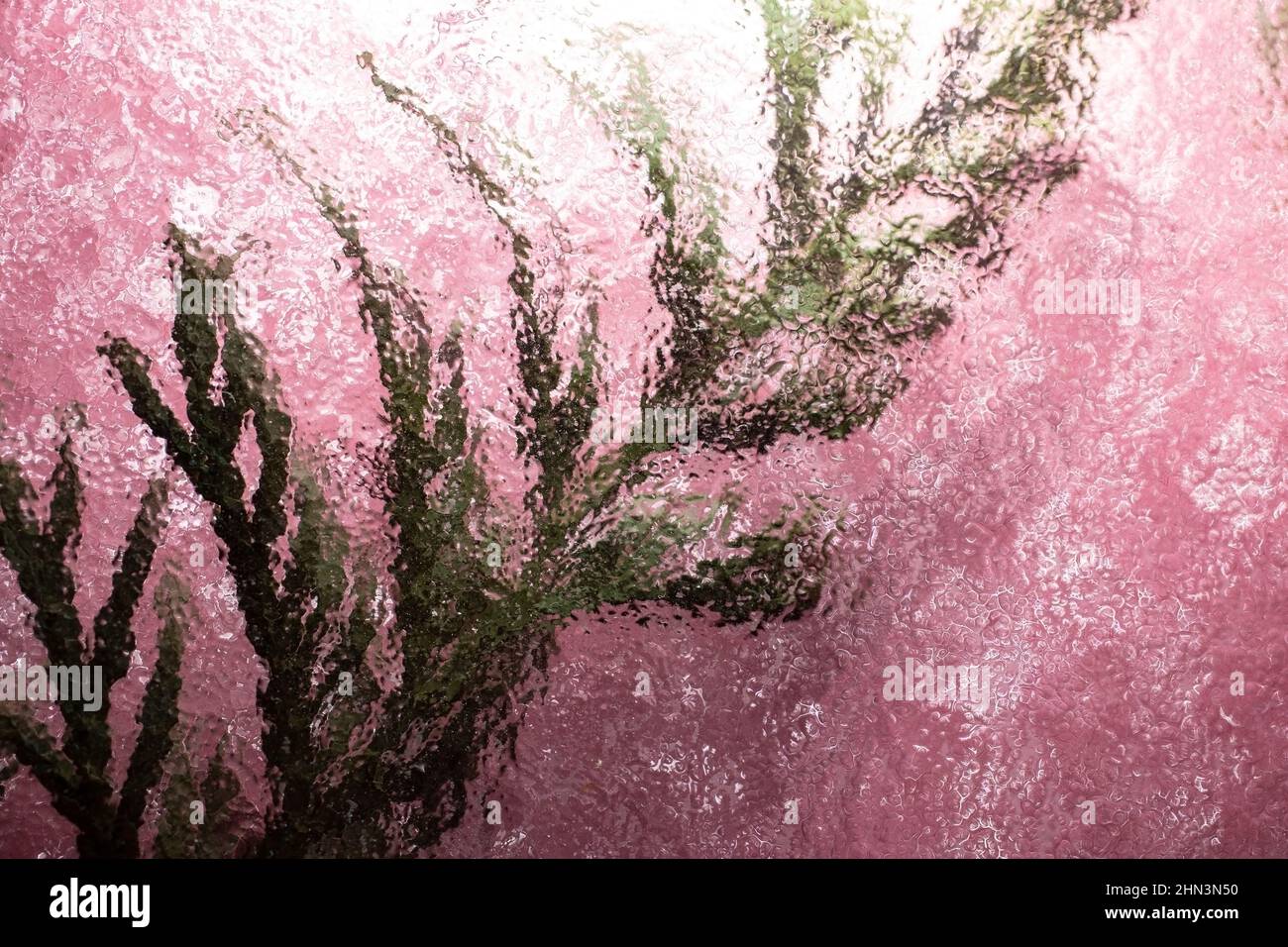 Defokussierter, immer grüner Thuja-Zweig, gesehen durch Wellglas, auf rosa Hintergrund. Abstrakte Wandkunst Stockfoto