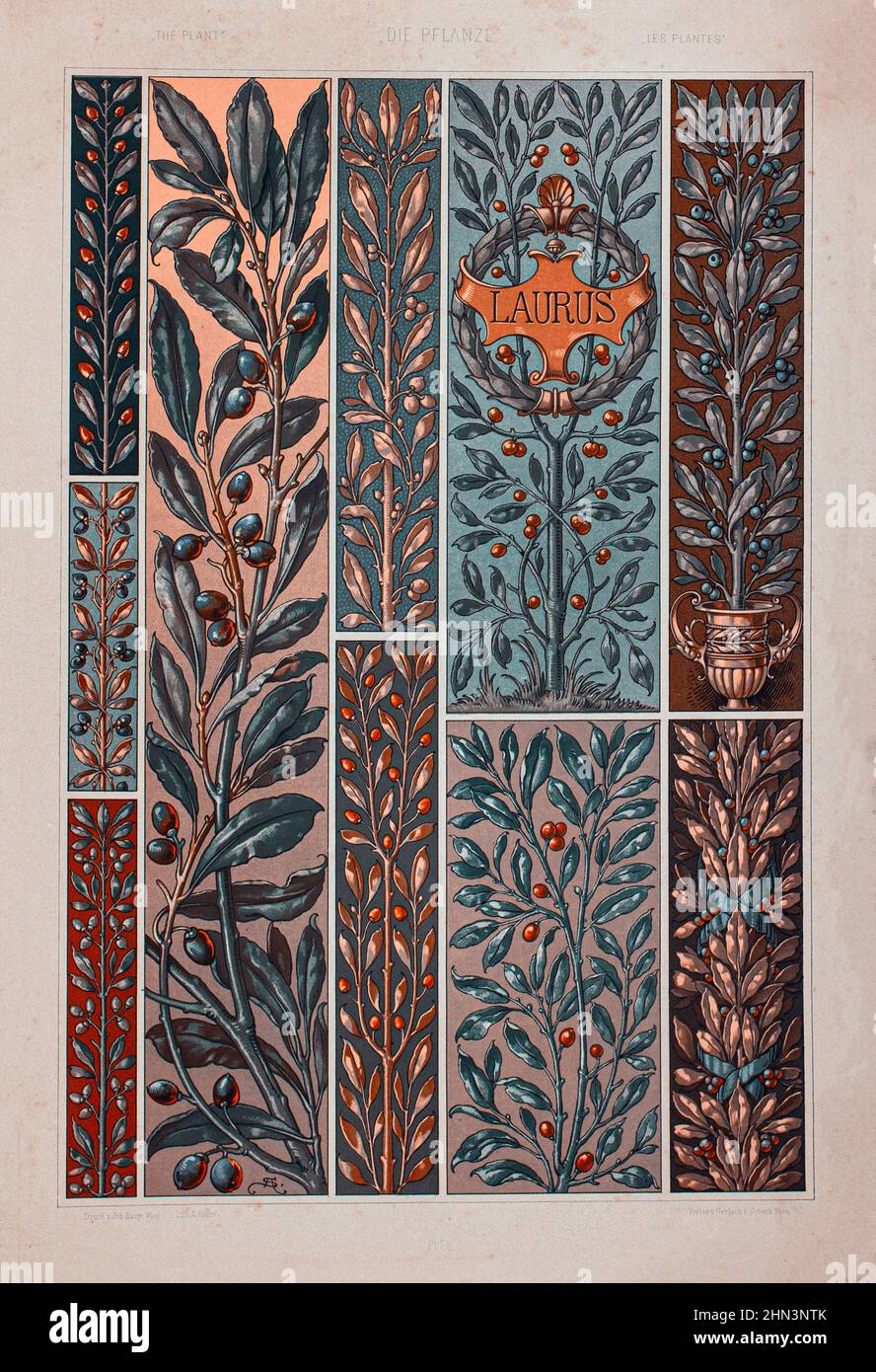 Art Nouveau Lithograph Druck von Anton SEDAR. Pflanzenserie: Laurus. 1900 Anton Johann Nepomuk Seder (1850 - 1916) war ein deutscher Maler und Dekorator, P. Stockfoto