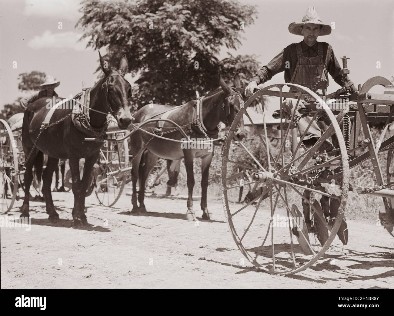 Vintage-Foto des Lebens der amerikanischen Bauern. Kultivierende und Teams verlassen die zentrale Scheune um 1 Uhr, um ihre Feldarbeit am Nachmittag abzuschließen. T Stockfoto