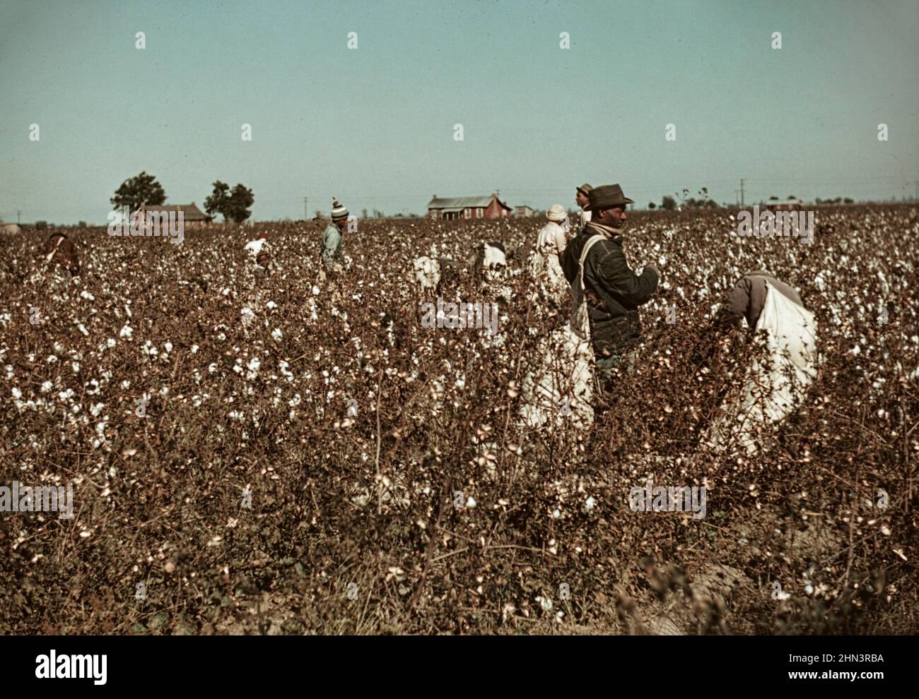 Vintage-Foto des amerikanischen Südens in den Jahren 1930-1940s. Tagelöhner pflücken Baumwolle in der Nähe von Clarksdale, Mississippi. November 1939 Von Marion Post Wolcott, 19 Stockfoto