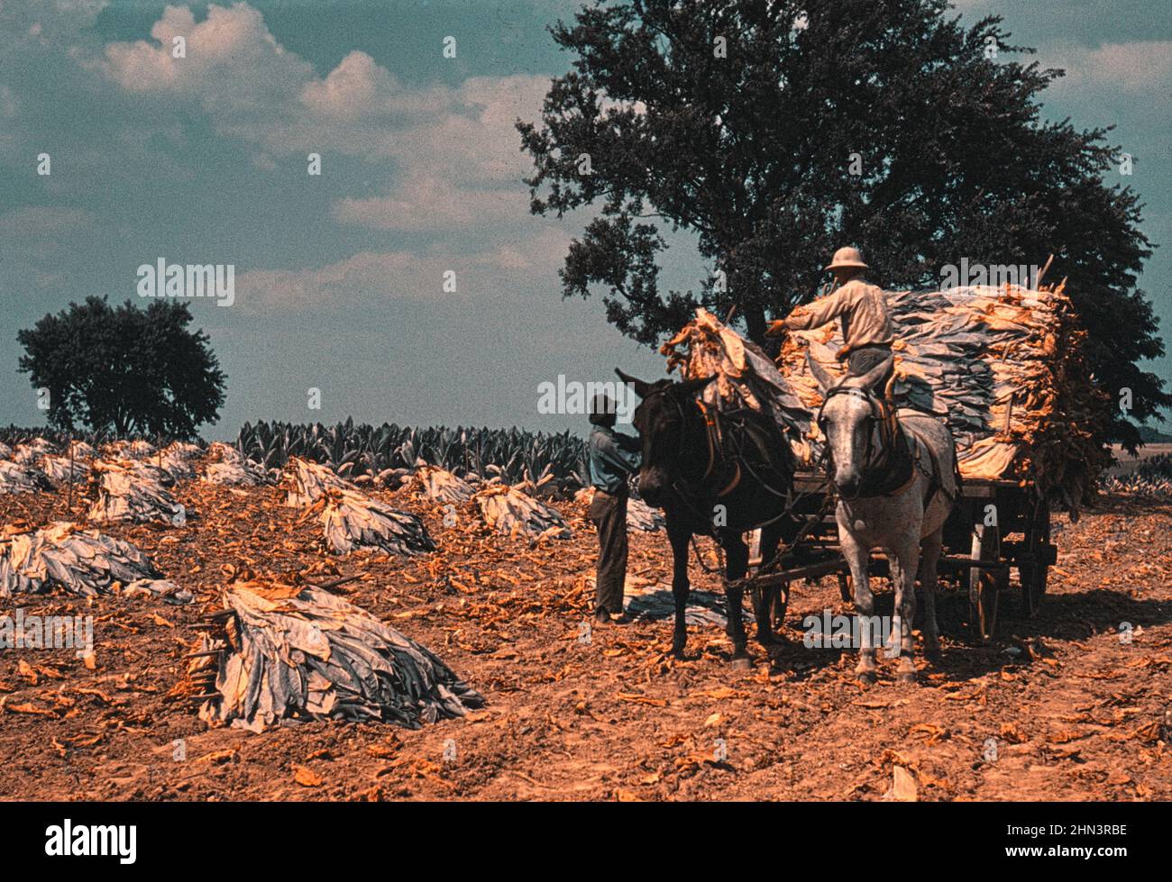 Vintage-Foto des amerikanischen Lebens im Jahr 1940s. Wenn man Burley-Tabak nach dem Schneiden von den Feldern einnimmt, um ihn in der Scheune zu trocknen und zu heilen, Stockfoto