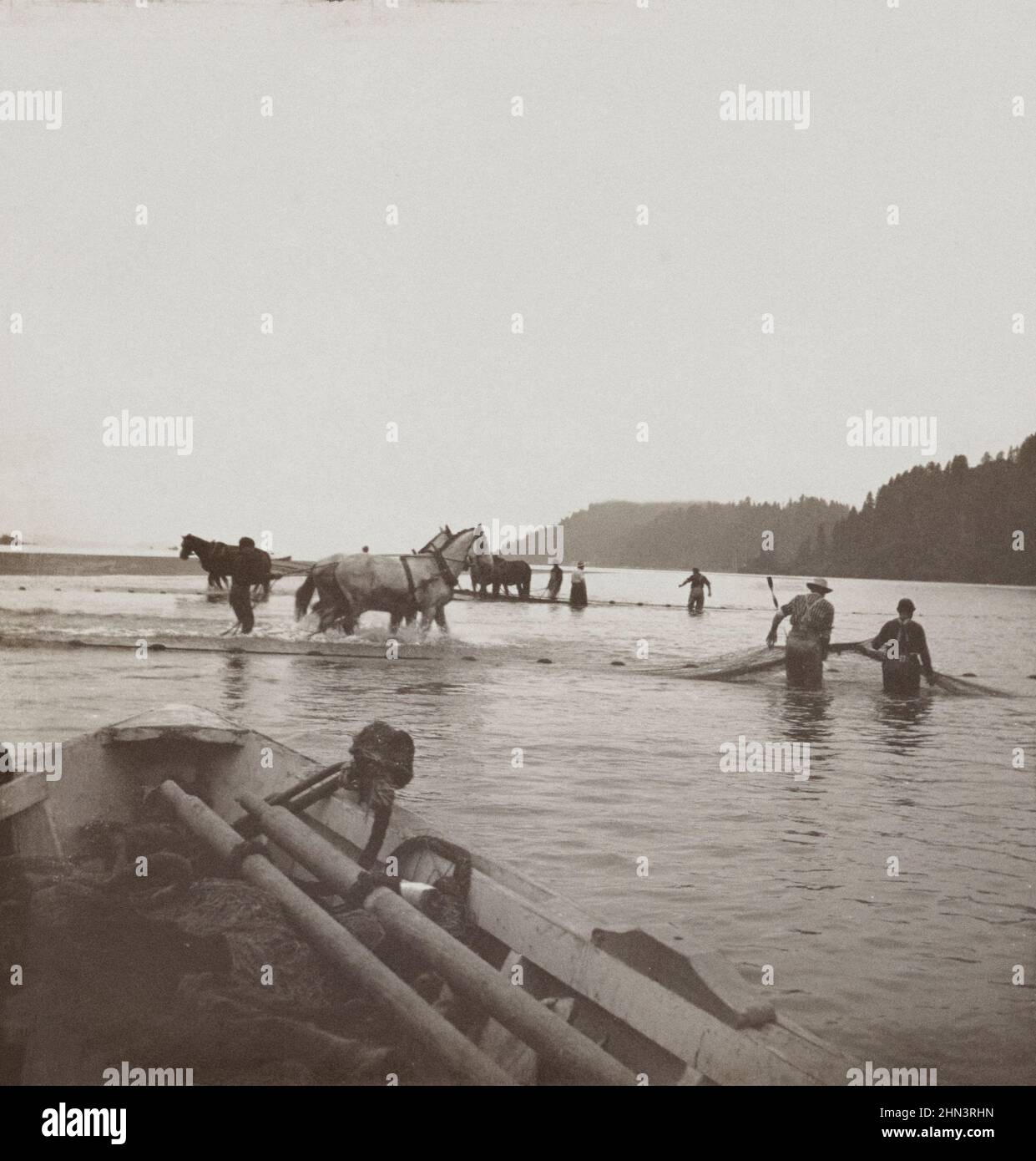 Vintage-Foto vom Ziehen in den Netzen-Fischen auf dem Columbia River, Oregon, USA. September 1905 Stockfoto