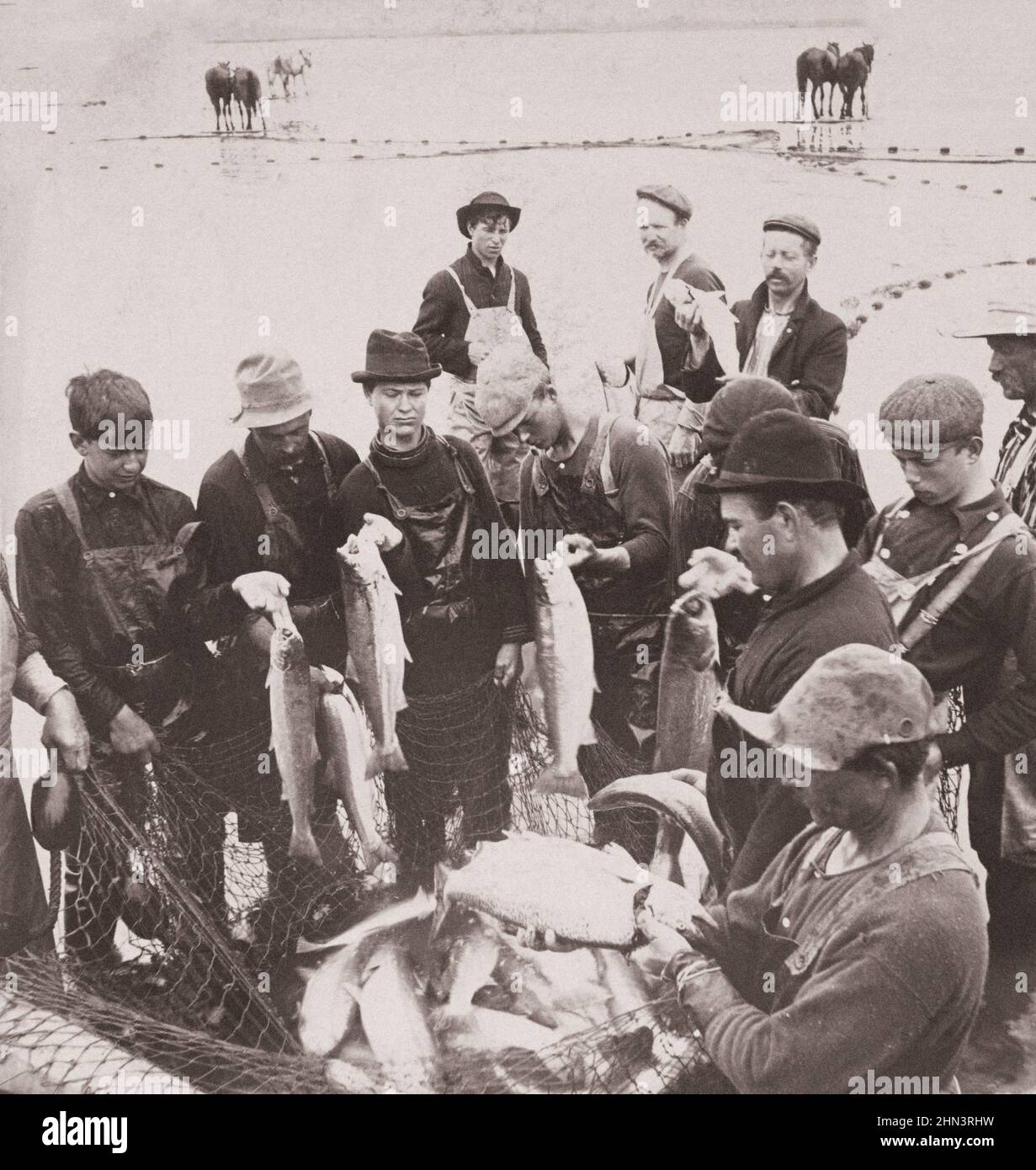 Vintage-Foto der Lachsindustrie von Oregon: Erster Fang der Saison. Columbia River, Oregon, USA. 1904 Männer mit Fisch im Netz im Vordergrund; Pferde von riv Stockfoto