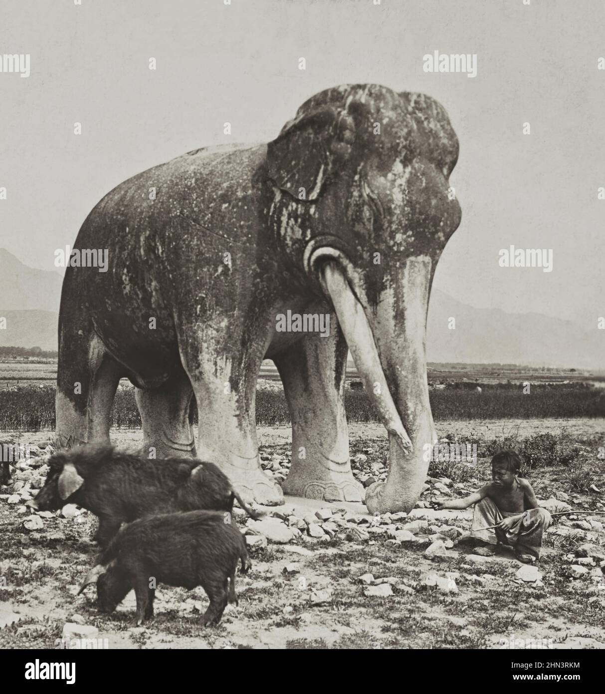 Vintage-Foto von kleinen chinesischen Herde in der Nähe der alten chinesischen Skulptur eines Steinelefanten. Die Ming-Gräber. Nordchina. 1902 Stockfoto