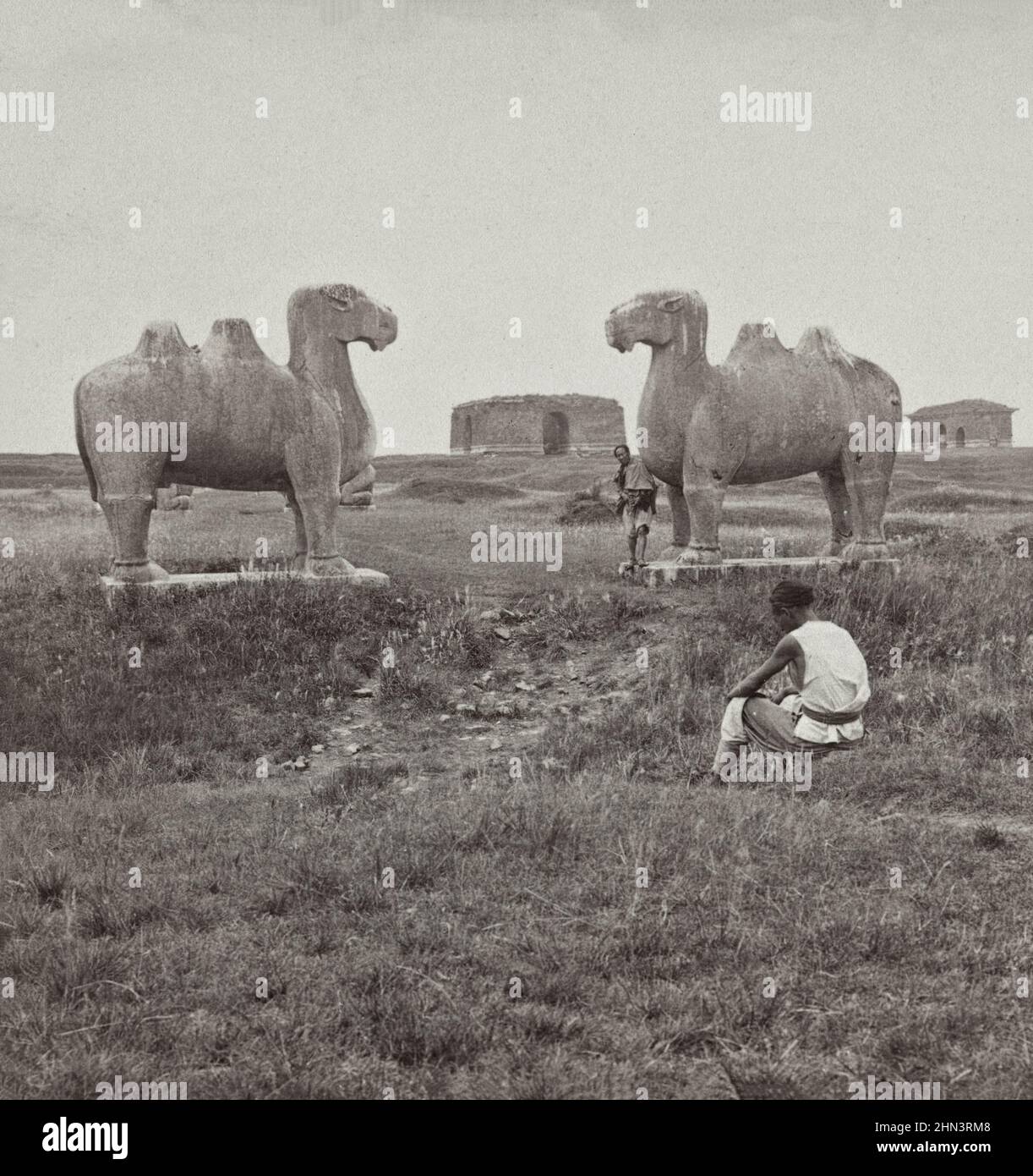 Vintage-Foto von Ming-Gräbern der Könige und hugh Kamelfiguren bewachen den Ansatz. Nanking (Nanjing), Nordchina. 1904 Stockfoto