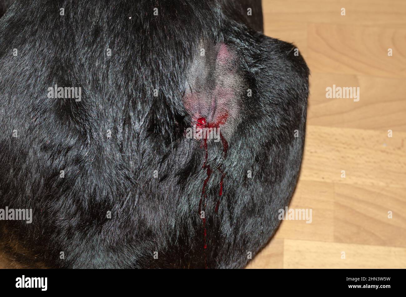 Großer schwarzer Hund mit Haaren, die um eine blutende Wunde geschnitten wurden. Blut tropfte von der Wunde auf den Boden. Oberflächlicher Abszess bei Tieren. Eine Rottwei-Hündin Stockfoto