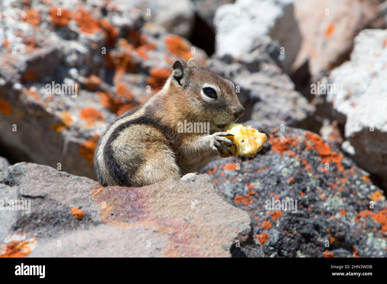 Golden-Manled Ground Squirrel (Callospermophilus), der einen Stück Apfel zwischen Felsen frisst, Yellowstone NP, Wyoming Stockfoto
