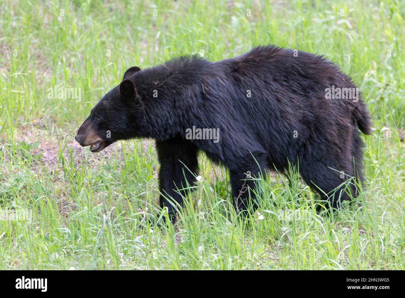 Black Bear (Ursus americanus) neben den Tower Falls, Yellowstone NP, Wyoming Stockfoto