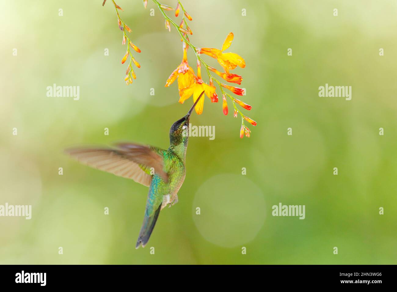 Vogel mit Blume. Talamanca Kolibri, Eugenes spectabilis, in der Natur, Ecuador Stockfoto