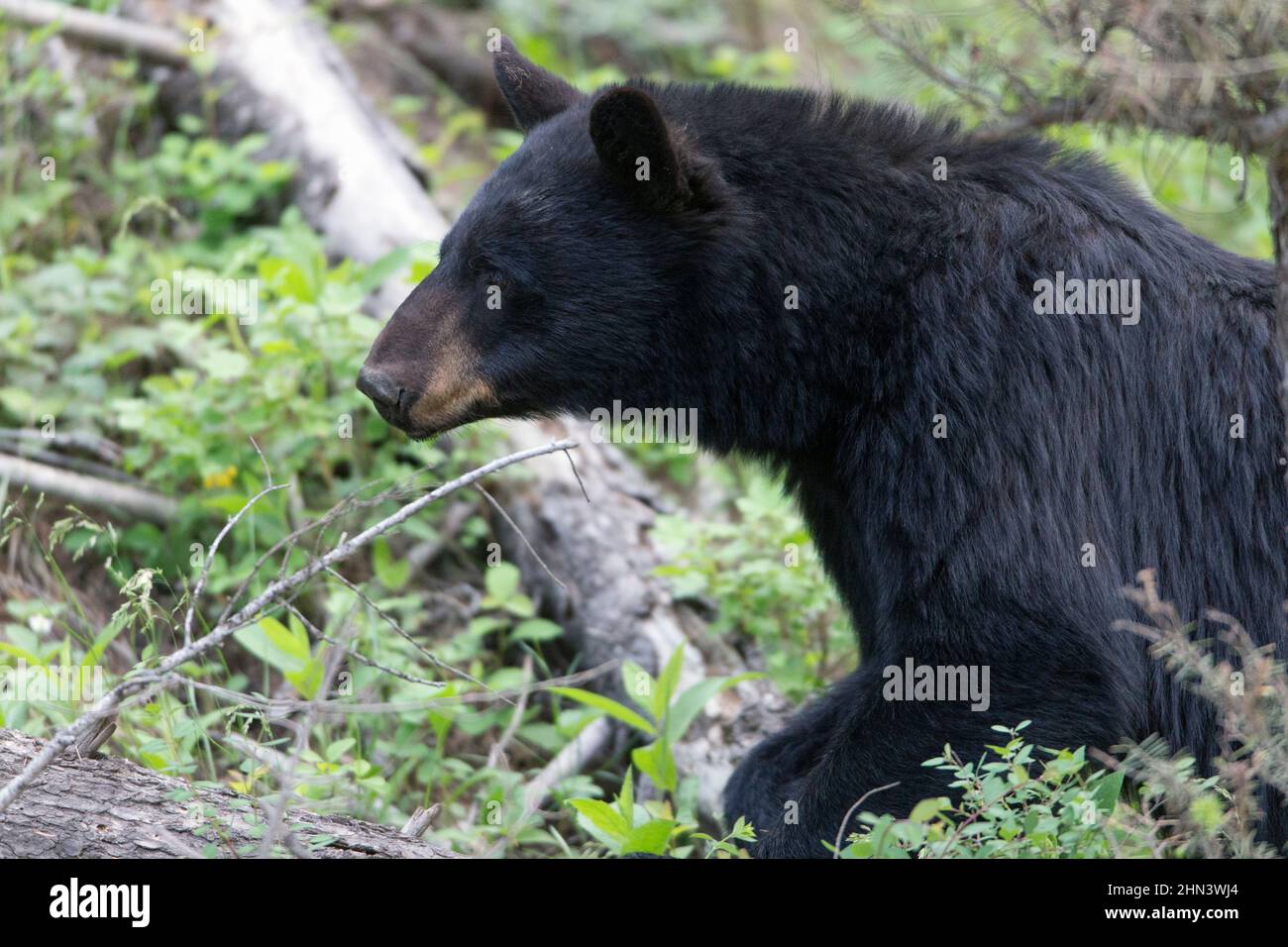 Black Bear (Ursus americanus) neben den Tower Falls, Yellowstone NP, Wyoming Stockfoto