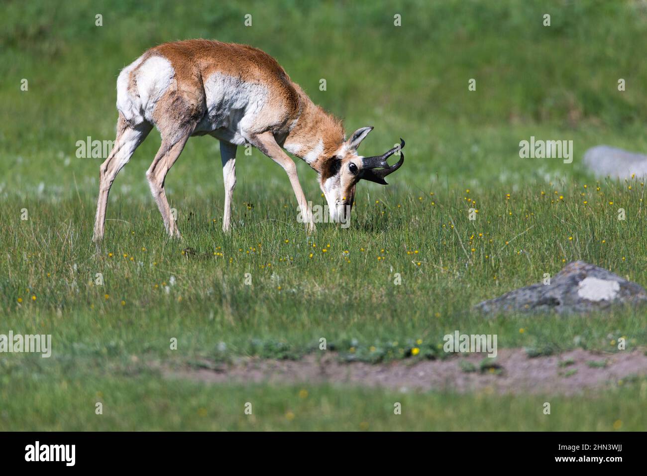 Pronghorn Antelope (Antilocapra americana) Buck Grazing, Lamar Valley, Yellowstone NP, Wyoming Stockfoto