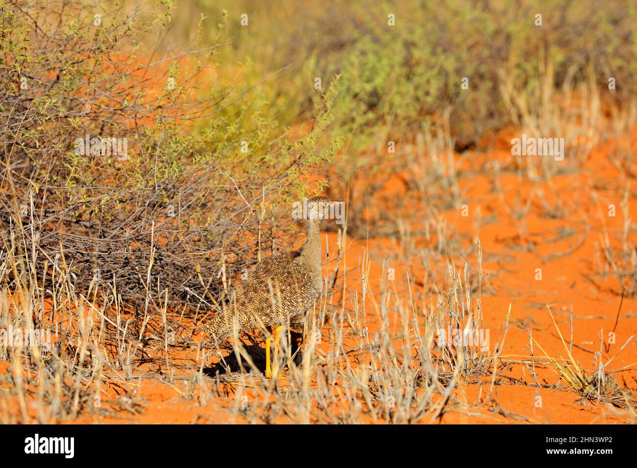 Weibchen Südlicher schwarzer Afrotis afra, Vogel im Gras, Morgenlicht, okavango Delta, Moremi, Botswana. Wildlife-Szene aus afrikanischer Natur. Sonnen Stockfoto
