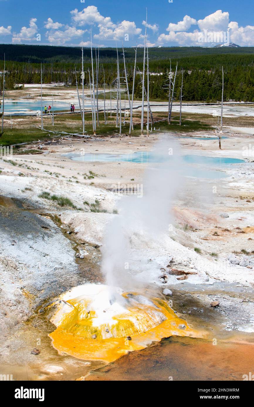 Ledge Geyser, Porcelain Basin, Teil des Norris Geyser Basin, Yellowstone NP, Wyoming Stockfoto