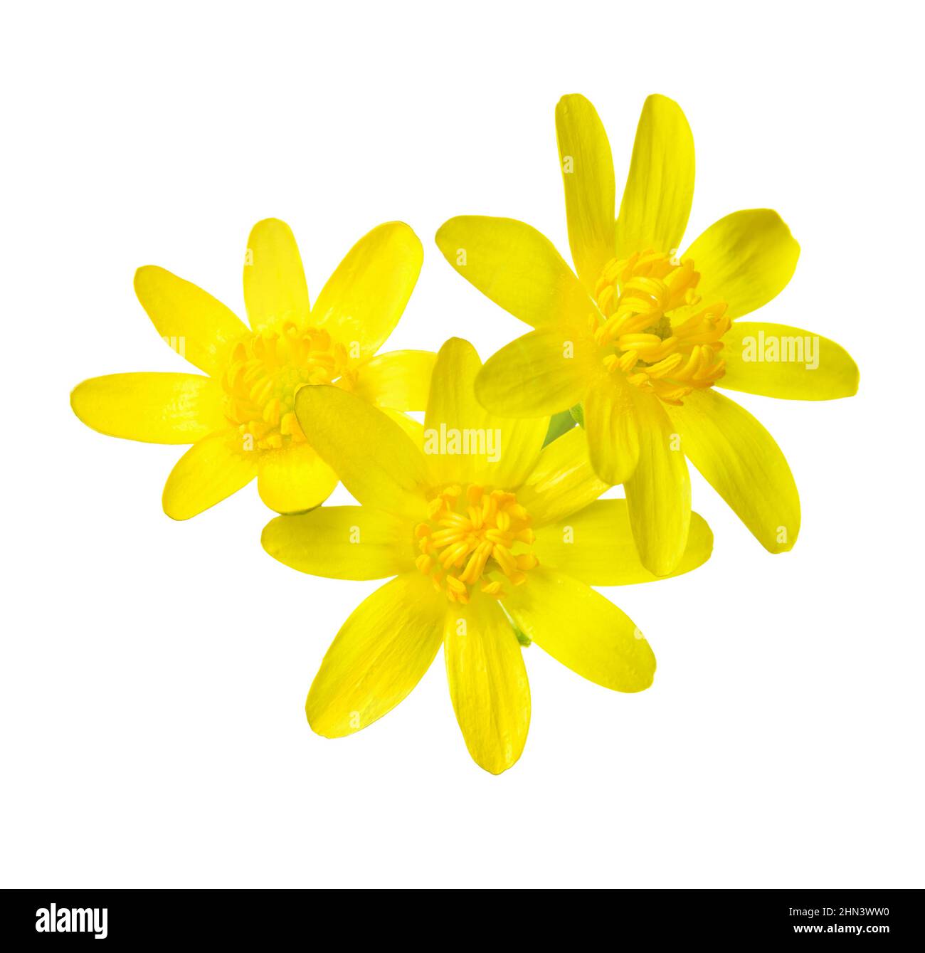 Drei frühe Frühlingsblumen isoliert auf weißem Hintergrund. Marsh-Marigold Stockfoto