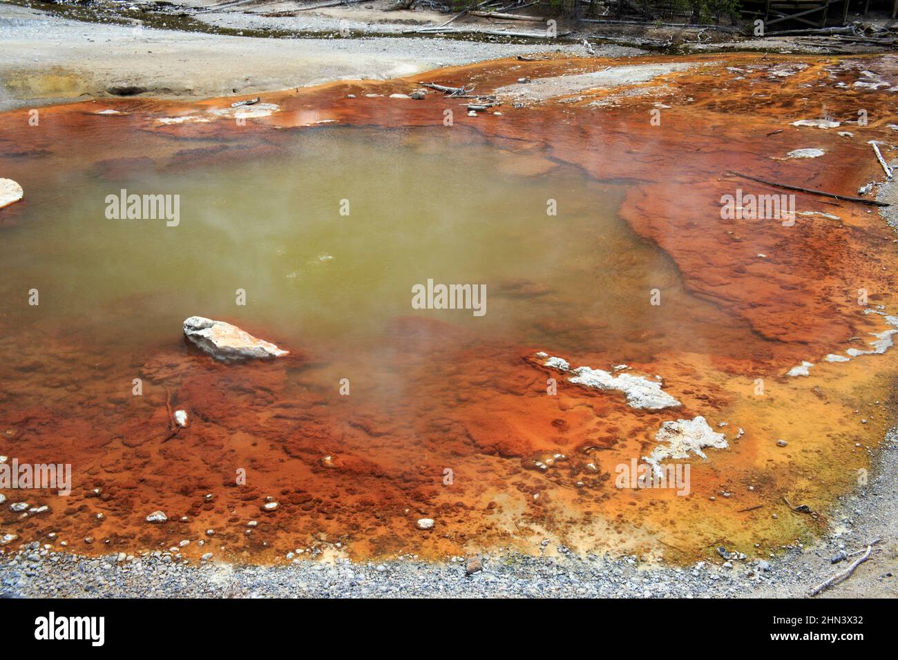 Echinus Geyser, ein saurer Geysir, Norris Geyser Basin, Yellowstone NP, Wyoming Stockfoto