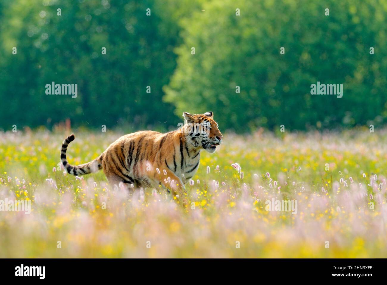 Tiger mit rosa und gelben Blüten. Amurtiger sitzt im Gras. Blühende Wiese mit gefährlichen Tieren. Wildtiere aus dem Sommer Russland. Stockfoto