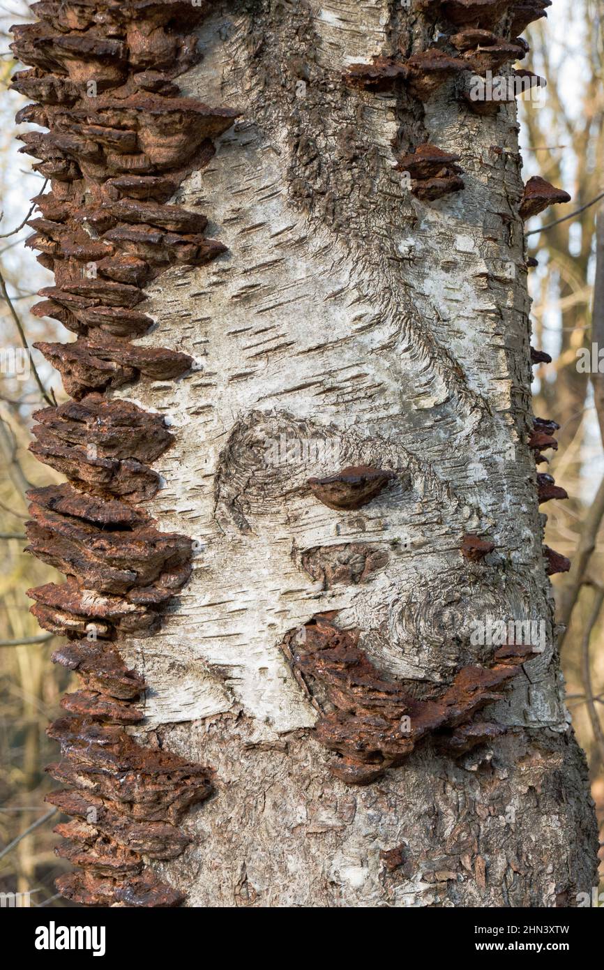 Alte, tote, braune Fruchtkörper von Smoky Polypore, ebenfalls als Smoky Bracket geknwon, auf dem toten, verfallenden Stamm einer Birke Stockfoto