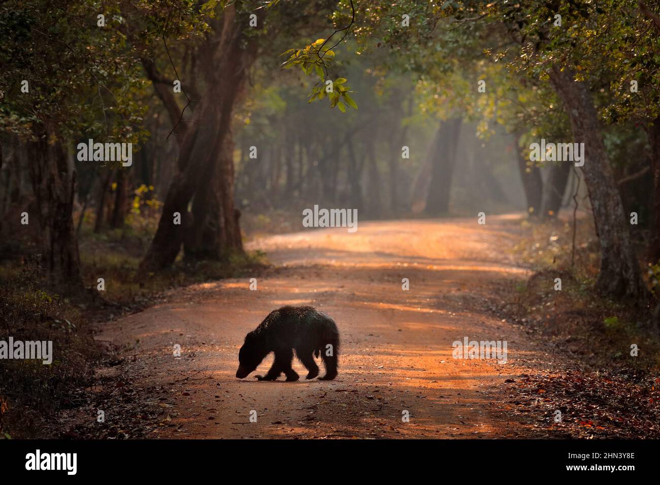 Faultierbär, Melursus ursinus, Wilpattu NP, Sruilanka. Wildfaultier Bär in Natur Lebensraum, Wildtiere Foto. Gefährliches schwarzes Tier in Indien. Stockfoto