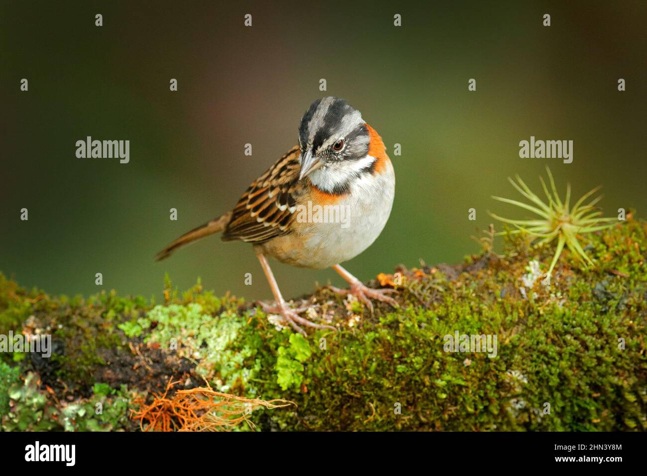 Rufus-Halsbandspatze, Zonotrichia capensis, exotischer tropisch blauer Vogel aus Costa Rica. Vogelbeobachtung in Südamerika. Tangare im Lebensraum, sitzend Stockfoto