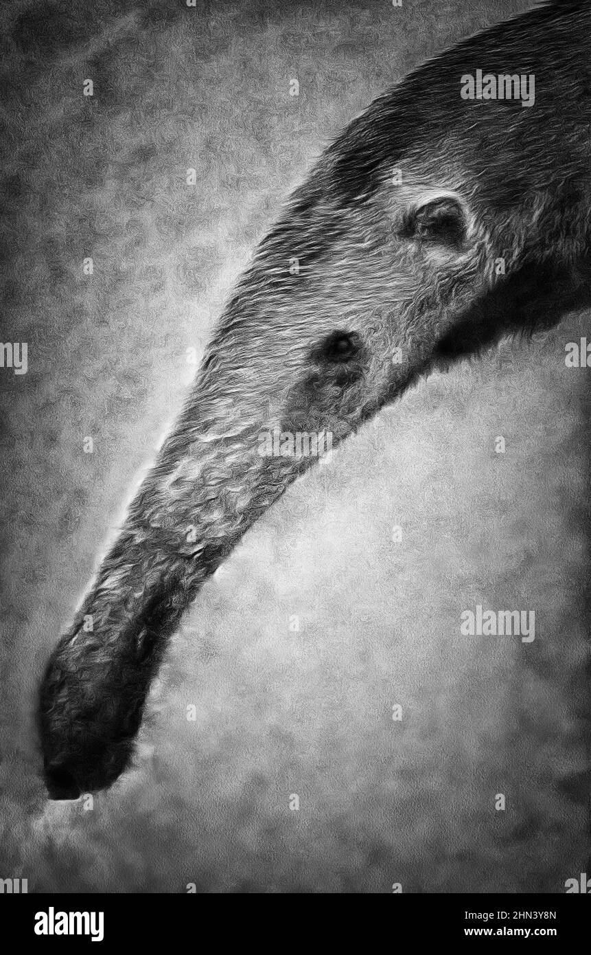 (Drei-toed, hohe) Ameisenbär (lat. Myrmecophaga Tridactyla), Malerei Stockfoto
