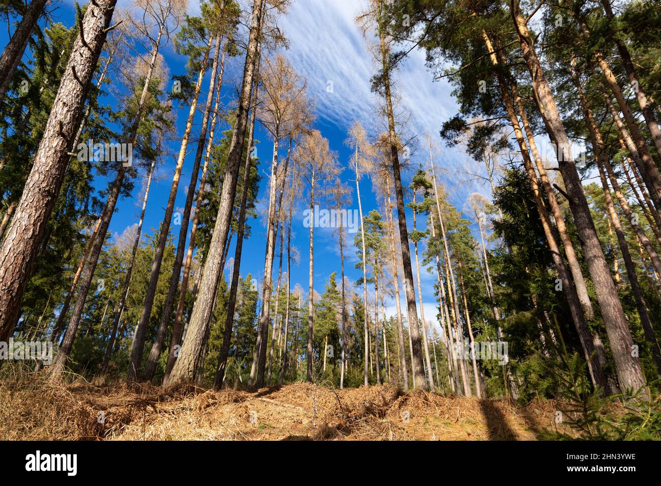 Kiefernwald in Südtschechien. Anfang Frühling. Stockfoto