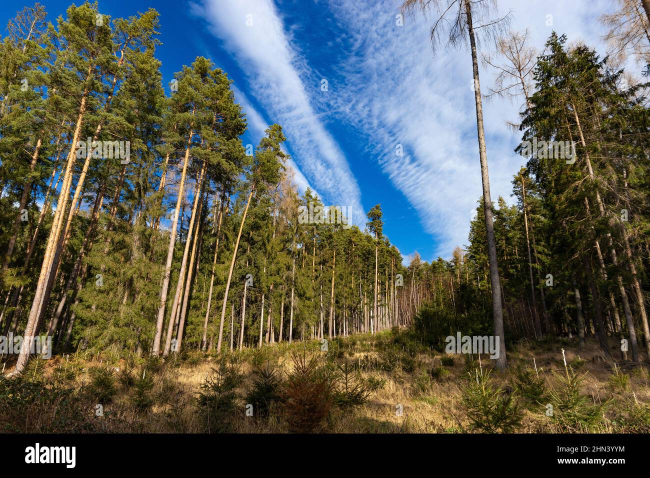 Kiefernwald in Südtschechien. Anfang Frühling. Stockfoto