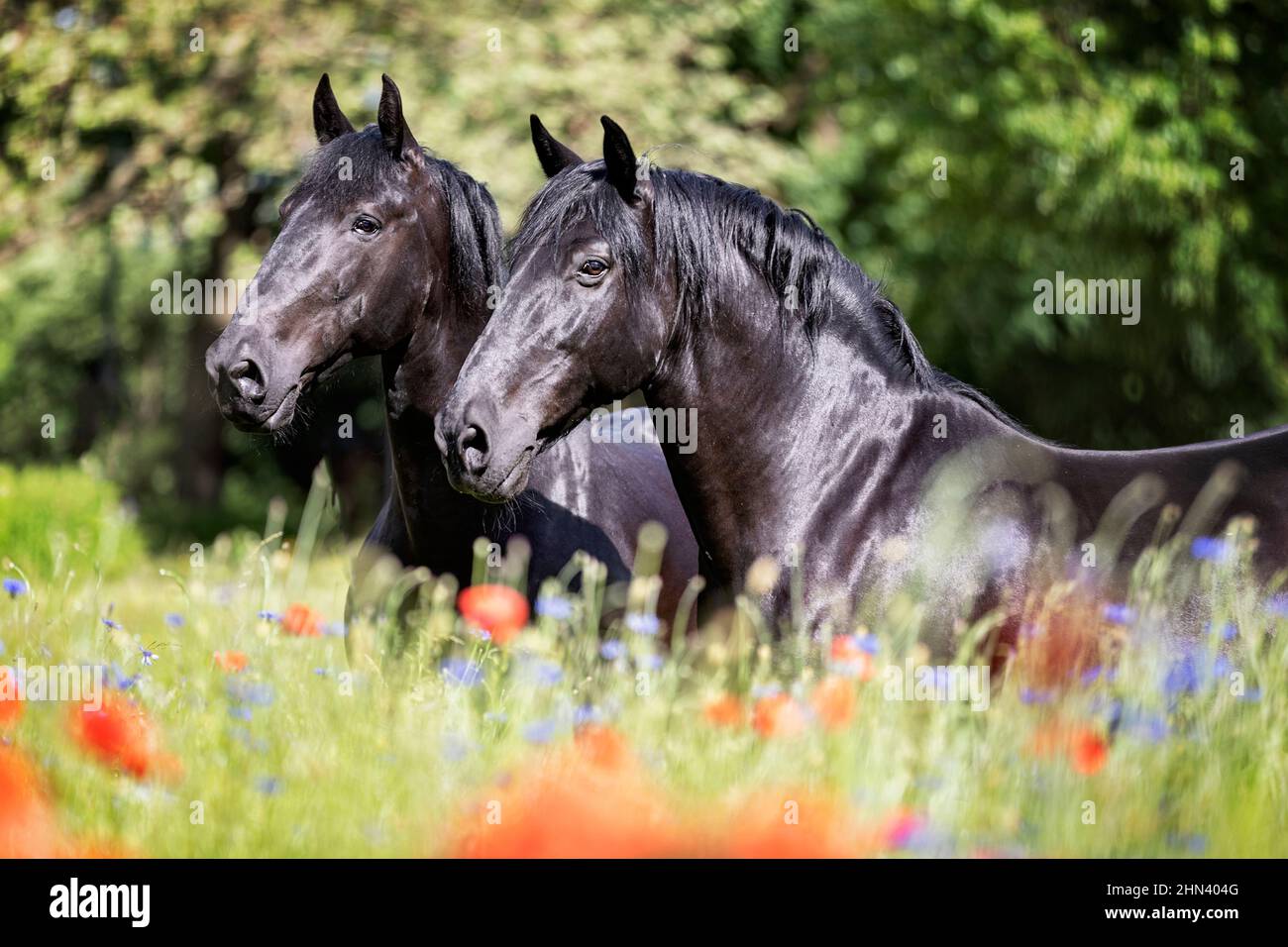 Murghese, Murge Horse. Zwei schwarze Pferde stehen auf einem Feld mit blühenden Mohnblumen und Kornblumen, Deutschland Stockfoto