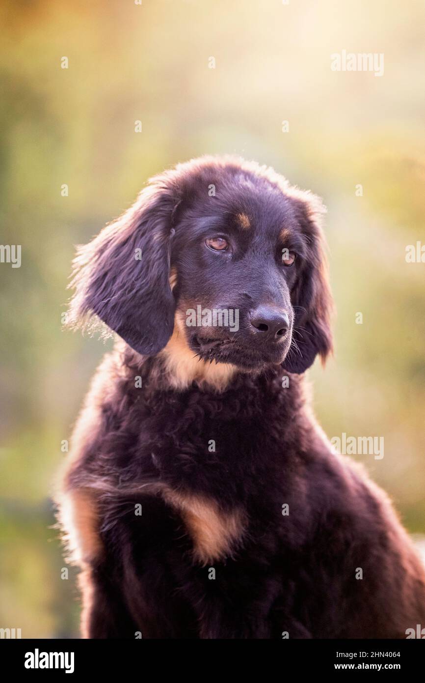 Hovawart. Porträt von zwei erwachsenen Hunden Stockfoto