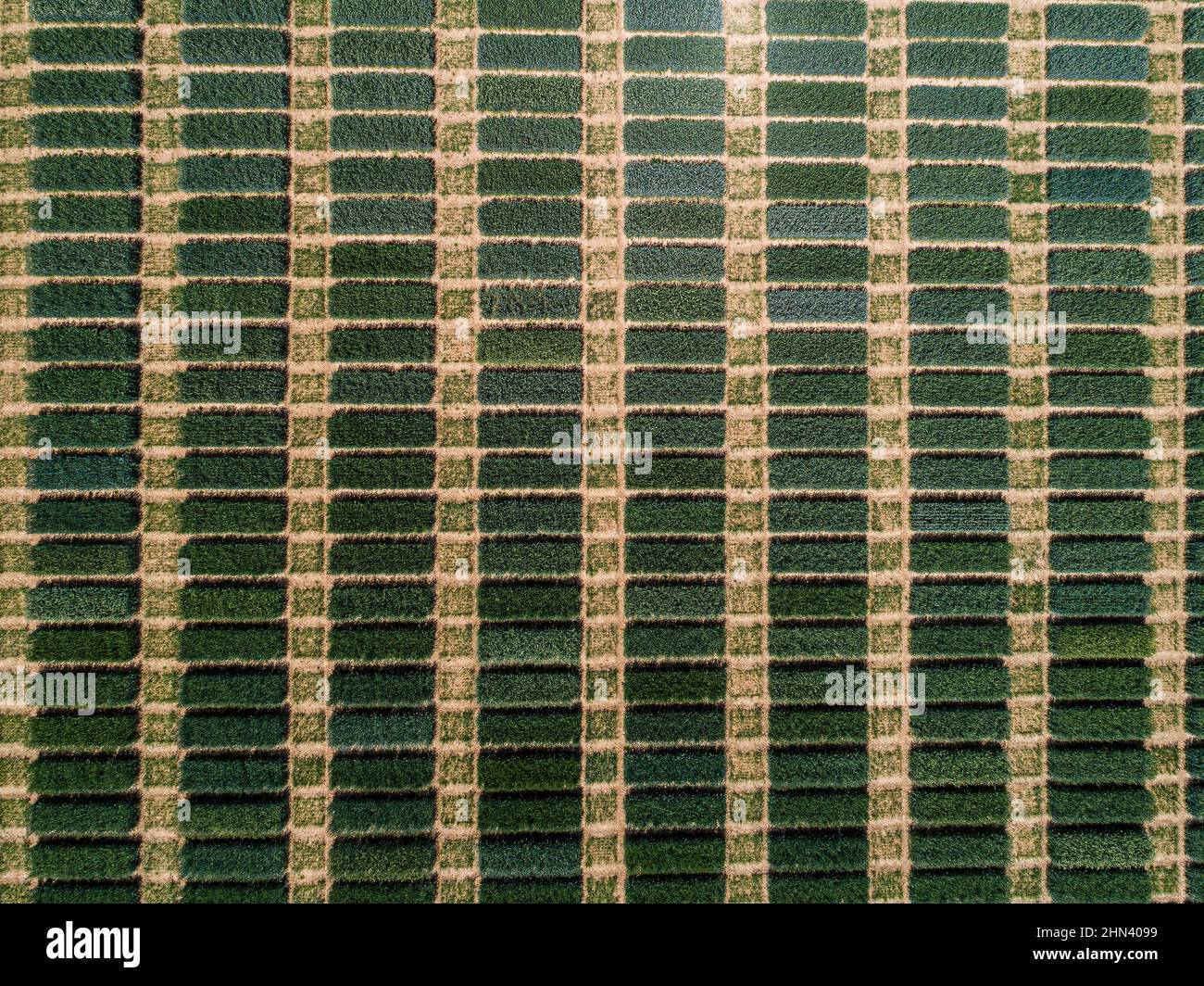Luftaufnahme üppig grüne Flecken bilden Muster in Ernte, Baden-Württemberg, Deutschland Stockfoto