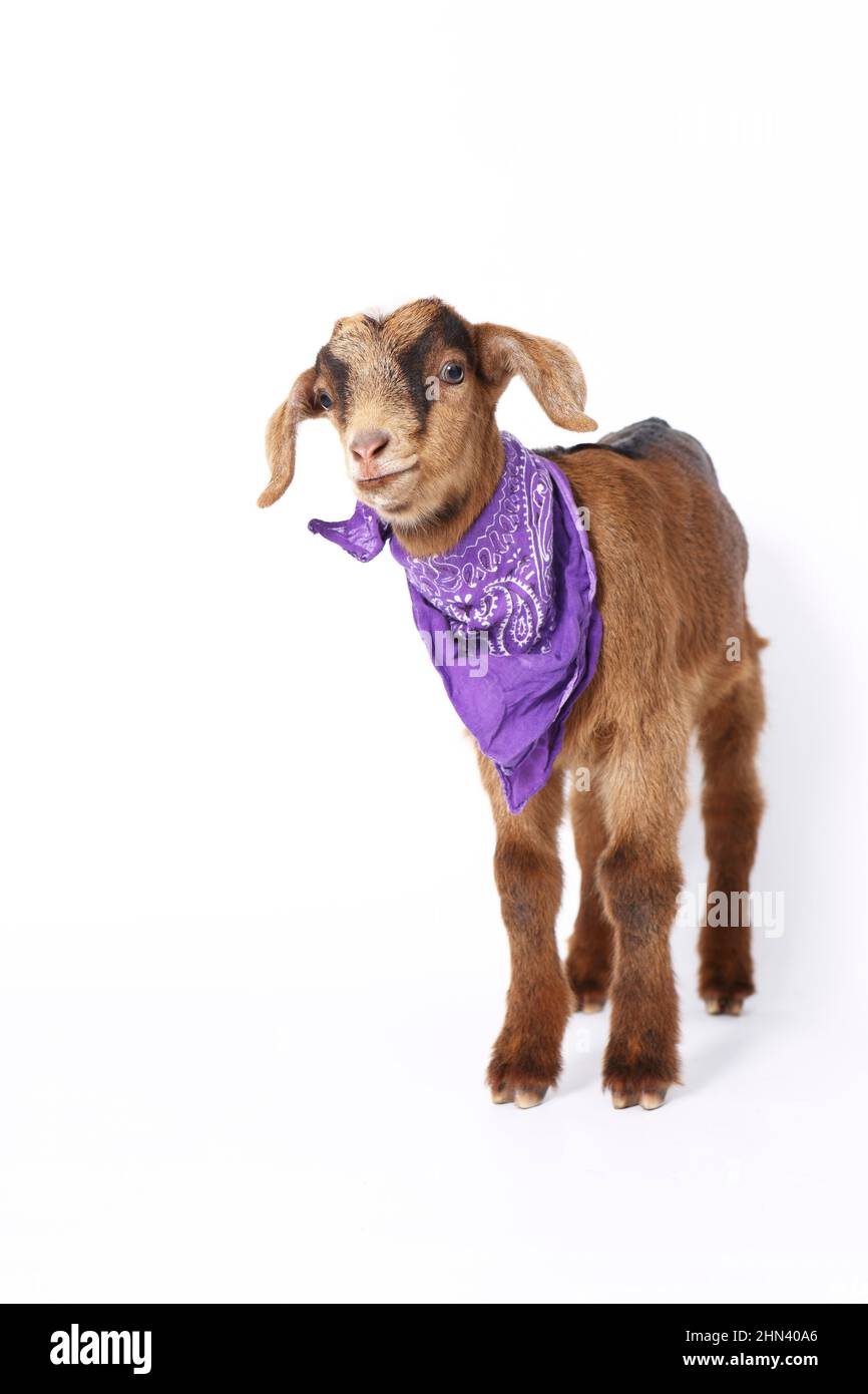 Hausziege. Kind steht, trägt einen lila Schal, vor einem weißen Hintergrund gesehen. Deutschland Stockfoto