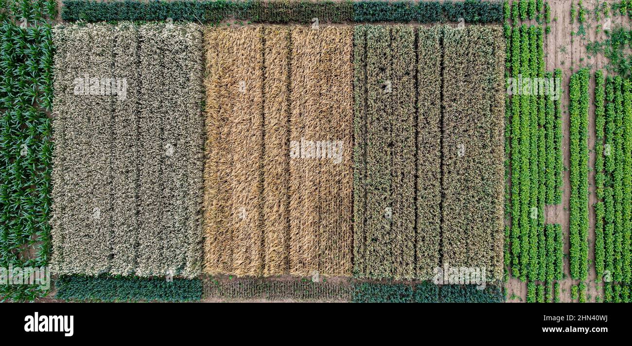Luftdrohne POV kontrastierende Kornfelder bilden Muster in landwirtschaftlichen Feldern Stockfoto