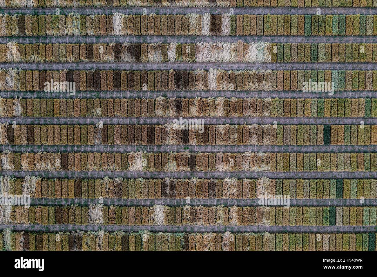Luftdrohne POV braun und grün Flecken bilden Muster in landwirtschaftlichen Feld Stockfoto