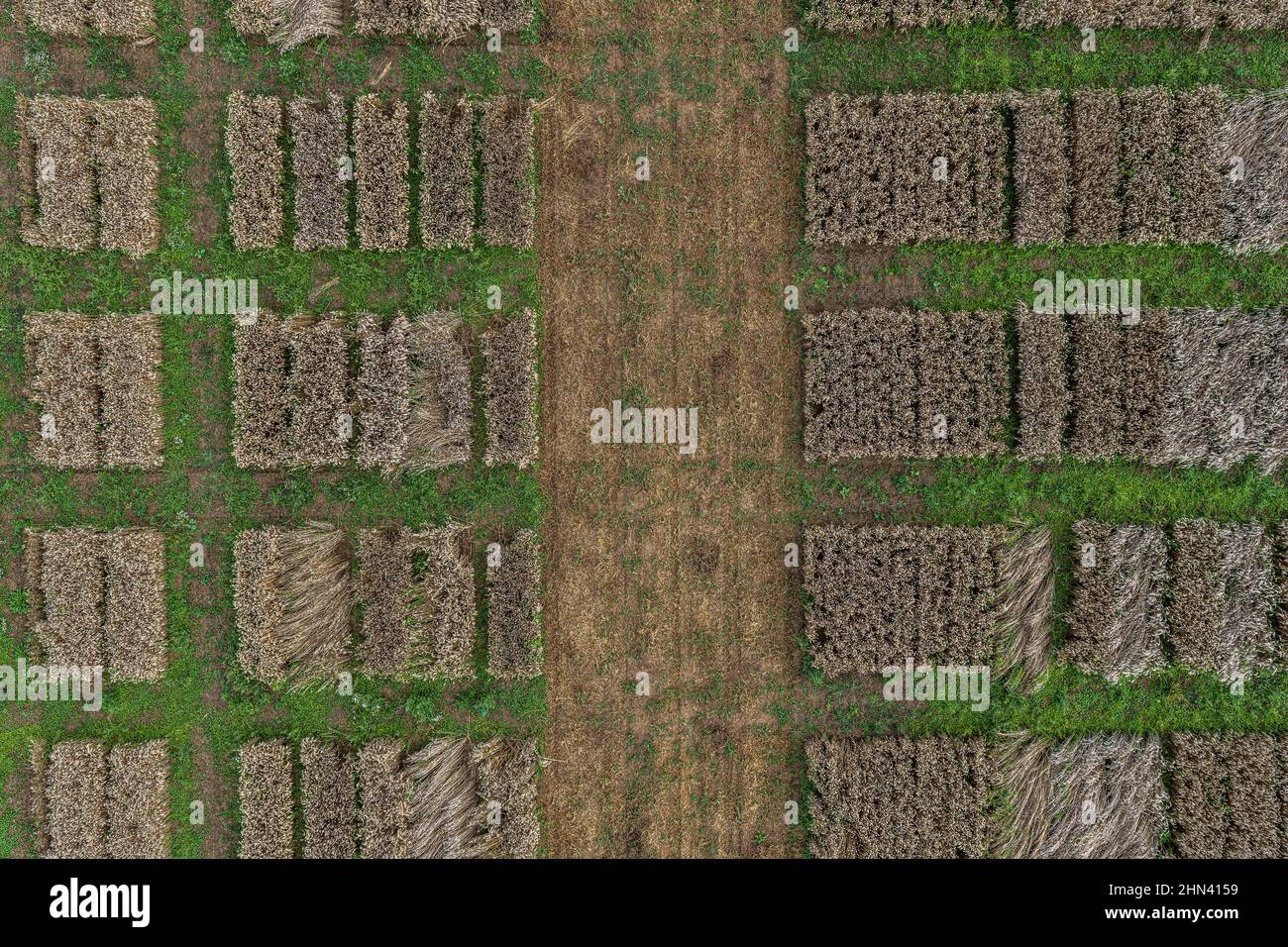 Luftdrohne POV braun rechteckige Flecken bilden Muster in landwirtschaftlichen Feld Stockfoto