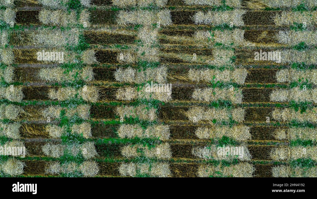 Luftdrohne POV grün Ernte Patches bilden Muster in landwirtschaftlichen Feld Stockfoto