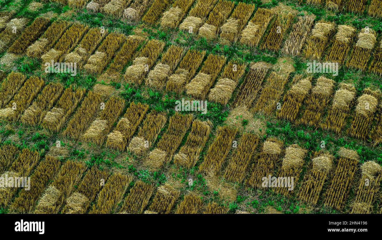Luftdrohne POV grün und braun Ernte Patches bilden Muster in landwirtschaftlichen Feld Stockfoto