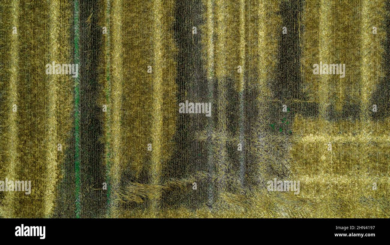 Luftdrohne POV grüne Flecken und Streifen bilden Muster in landwirtschaftlichen Feld Stockfoto