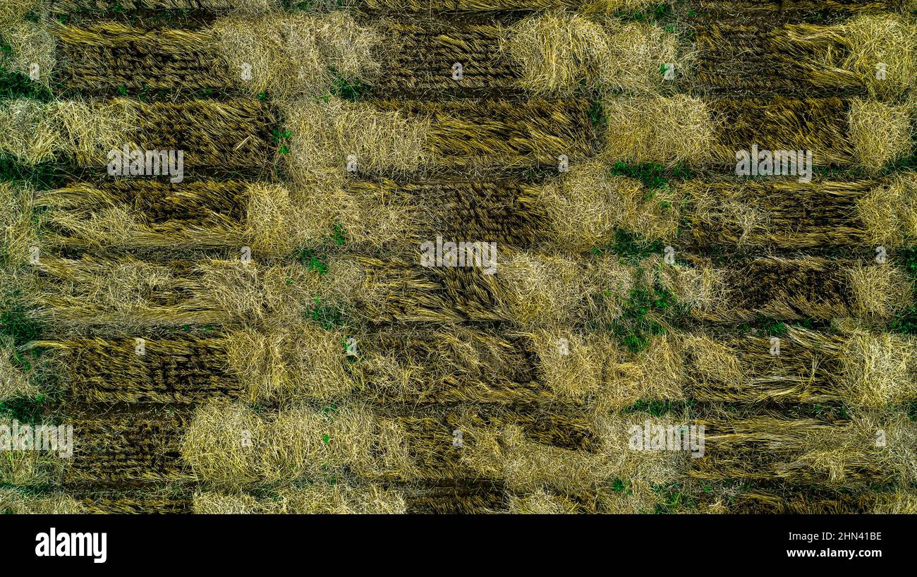Luftdrohne POV grün Ernte Patches bilden Muster in landwirtschaftlichen Feld Stockfoto