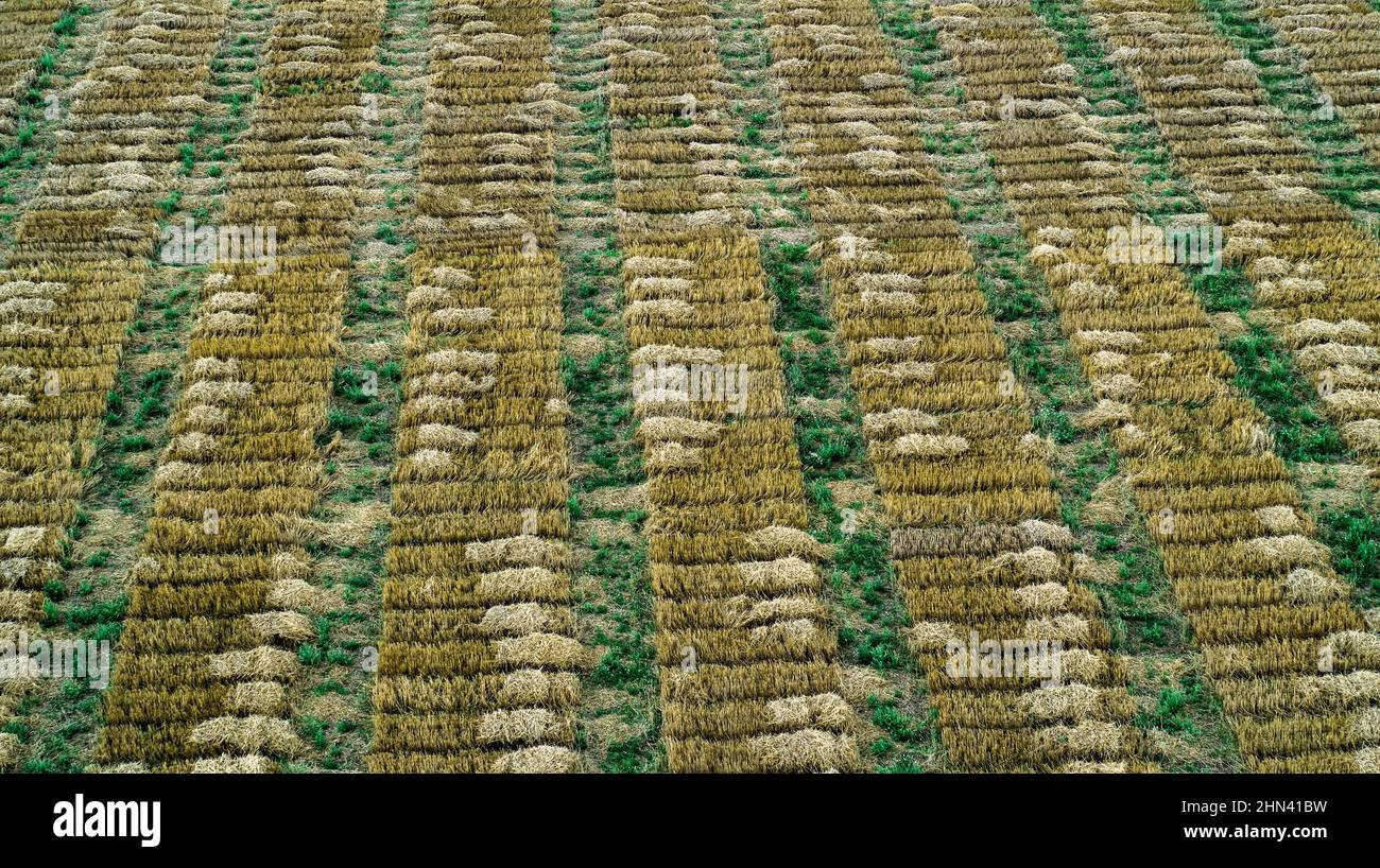 Luftdrohne POV rechteckige Kornfelder bilden Muster in landwirtschaftlichen Feld Stockfoto