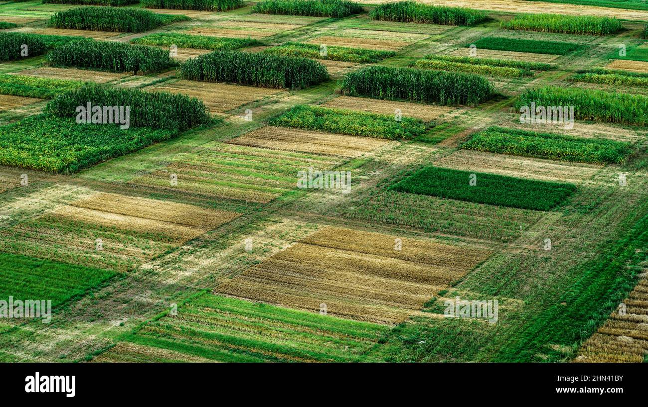 Luftdrohne POV lebendige grüne Ernte Flecken auf der Farm Stockfoto