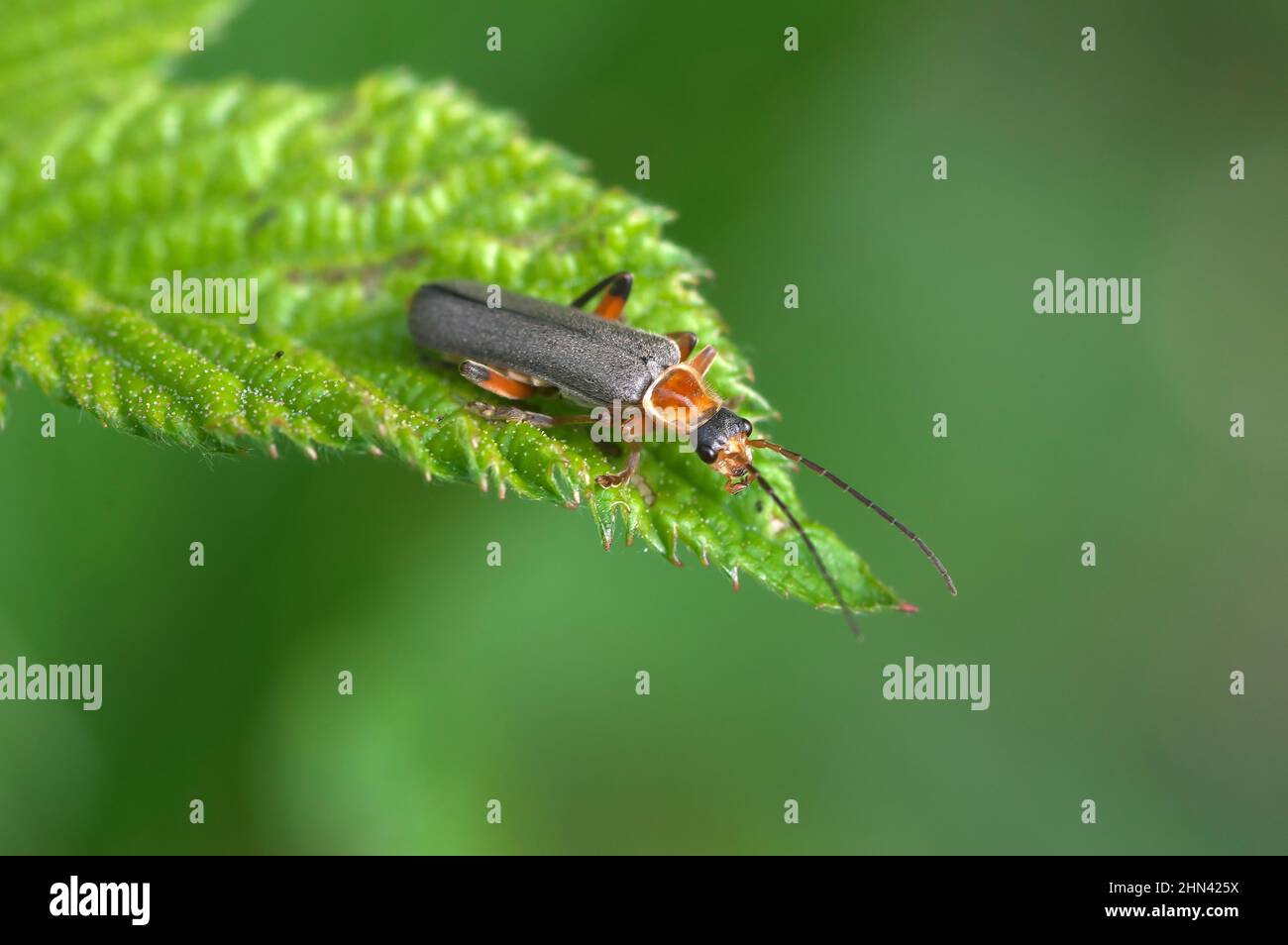 Soldatenkäfer (Cantharis fusca) auf einem Blatt. Deutschland. Stockfoto