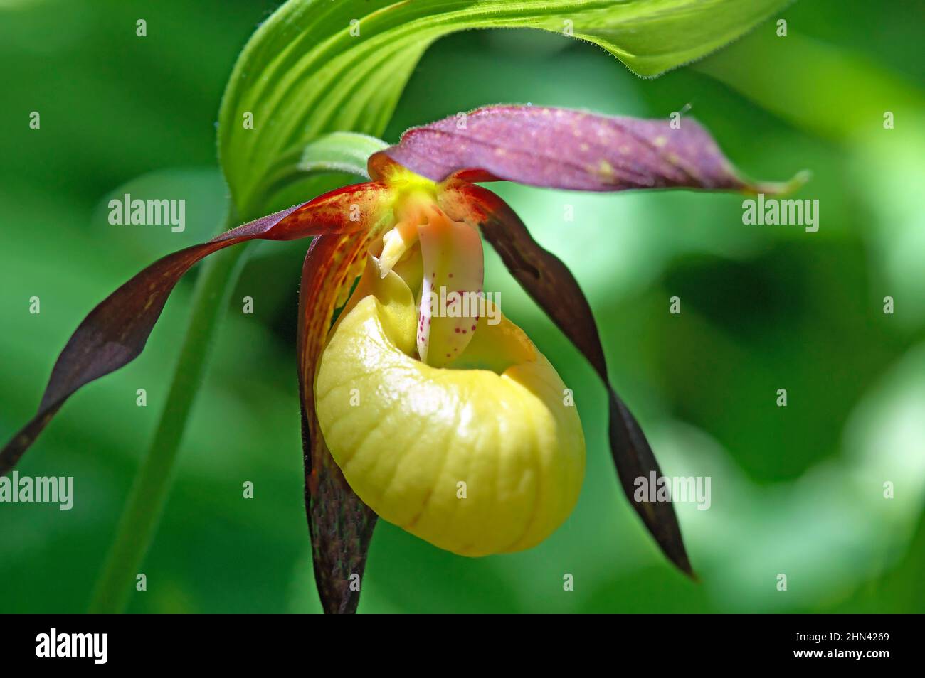 Lady's Slipper Orchid (Cypripedium calceolus), einzelne Blume. Deutschland Stockfoto