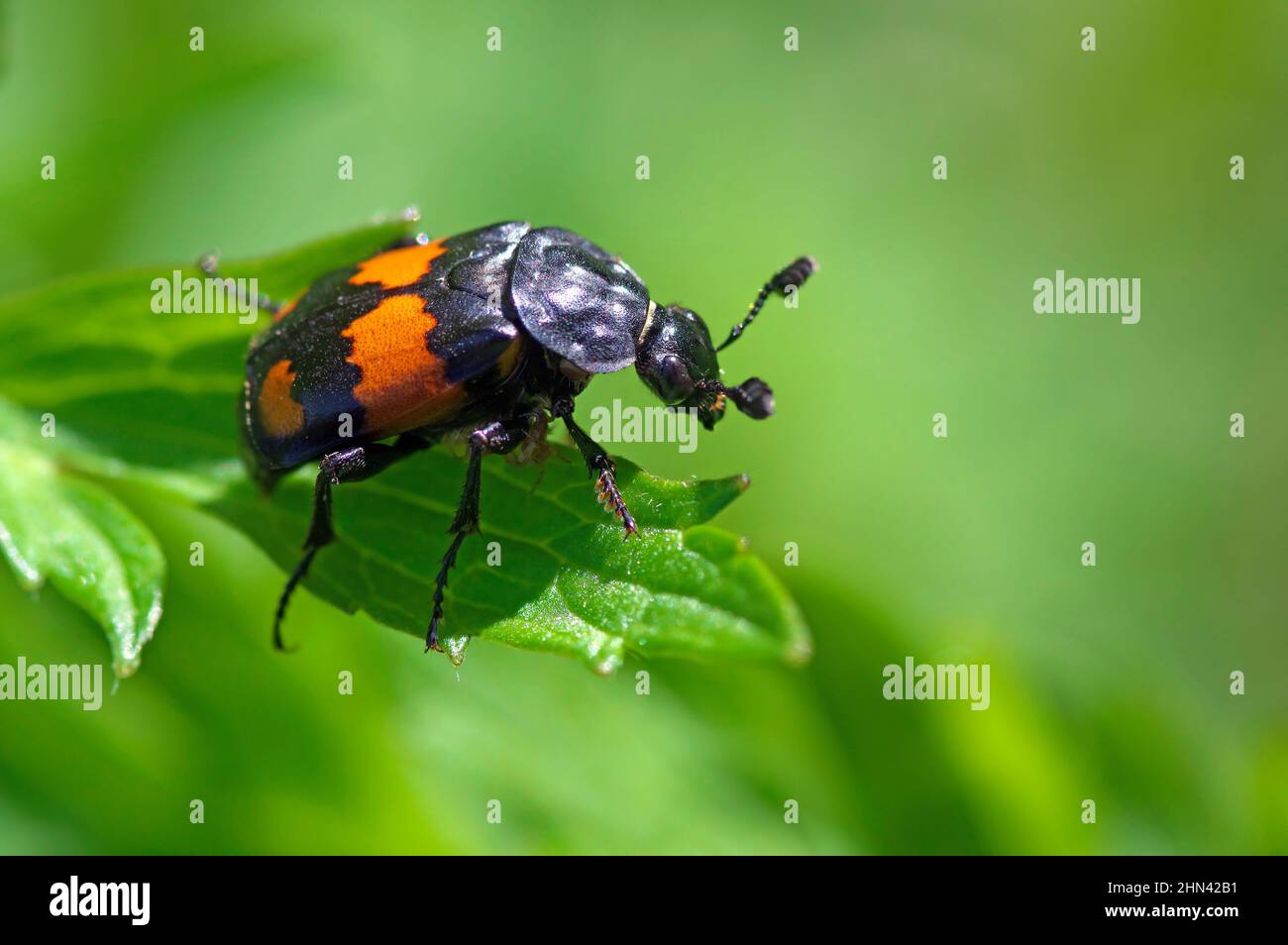 Beetle (Nicrophorus vespillo) auf einem Blatt begraben. Deutschland Stockfoto