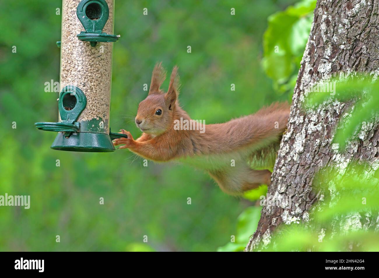 Red Squirrel (Sciurus vulgaris) versucht, einen schwankenden Futterspender zu halten, um zum Essen zu gelangen. Deutschland Stockfoto