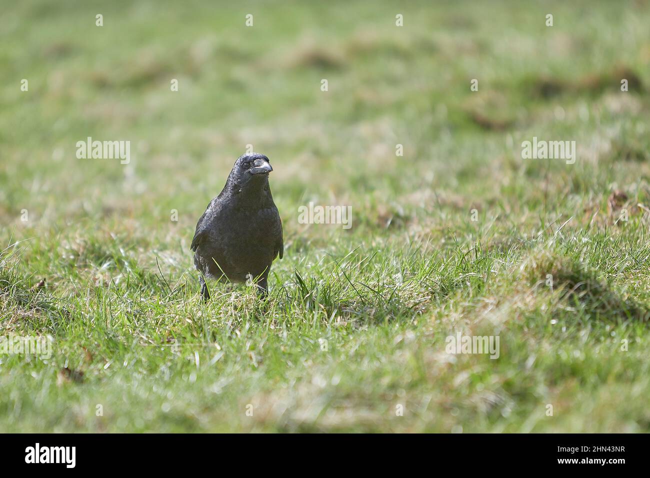 Schwarze Krähe auf einer Wiese Stockfoto