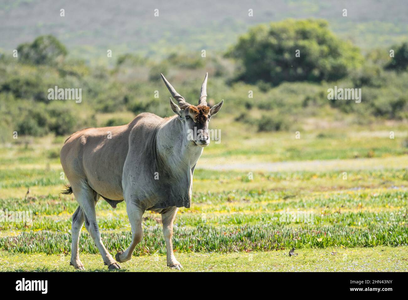 Gemeiner Eland (Taurotragus oryx), südlicher Eland, Eland-Antilope wild im De Hoop-Naturschutzgebiet, Westkap, Südafrika Stockfoto