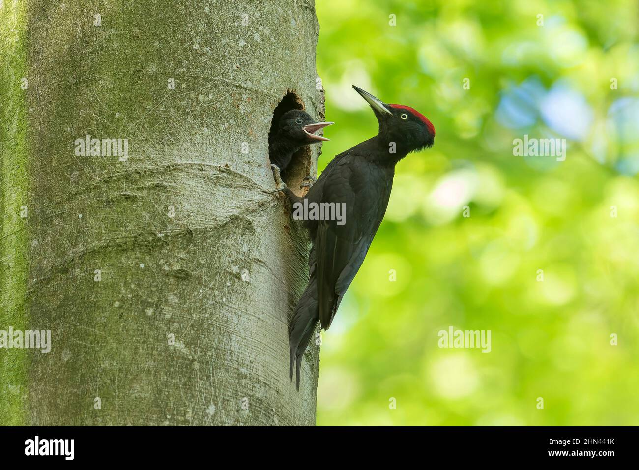 Schwarzspecht (Dryocopus martius). Männchen, das Junge am Nest in einer Buche füttert. Deutschland Stockfoto